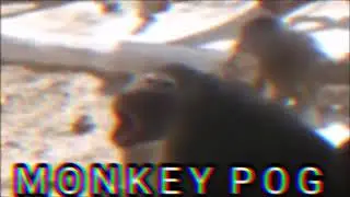 M O N K E Y P O G