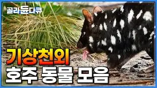 고립된 대륙 호주에서만 볼 수 있는 기상천외한 동물 모음｜자연 다큐｜다큐프라임｜#골라듄다큐