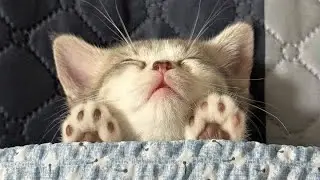 Very cute animals || 🥰😹 Hilarious Animal Compilation №48