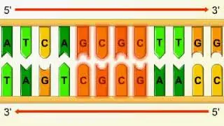 Palindromic sequences