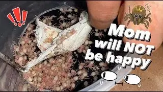 Kidnapped ALL her Babies ~ She came looking for them | KING BABOON tarantula Eggs With Legs EWL