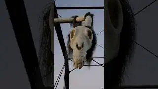 Long Horse Horror Short Film😳