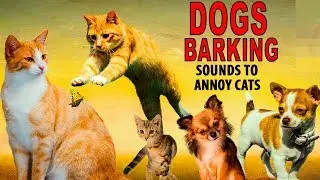 SOUNDS TO ANNOY CATS | Dogs barking | HD