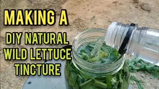 Making a DIY Wild Lettuce Tincture - Ann's Tiny Life