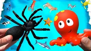 Learn Colors With wild Animals in Blue Pool Water educational video for kids Shark toys #9