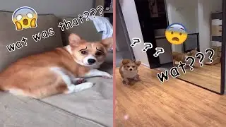 Chubby Corgi Dog Scared Of Everything