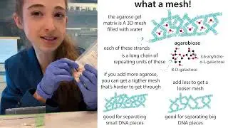 Casting/pouring agarose gels - what to do and what goes on when you do so!