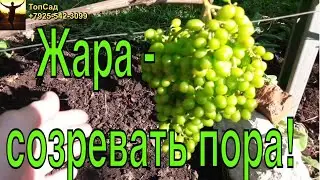 ВИНОГРАД  ПОДМОСКОВЬЯ в начале июля. Обзор сортов винограда.ТопСад.