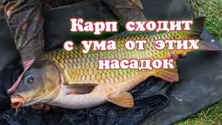 7 ЛУЧШИХ НАЖИВОК ДЛЯ КАРПА которые работают всегда. Хочешь всегда быть с уловом то ...