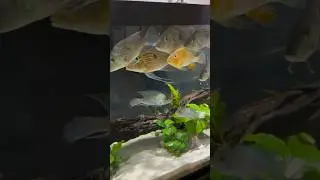 The South American Cichlid Tank (One Year Later)