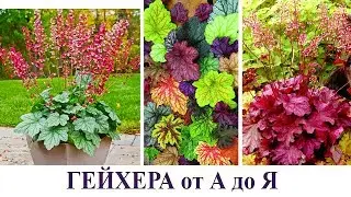 ГЕЙХЕРА от А до Я | поделимся секретами выращивания гейхеры