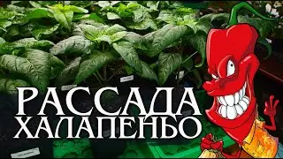 Перец Халапеньо. Рассада - просто и понятно!