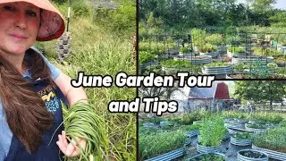 Garden Tips and Tricks ~ June Tour ~ Large Family Homesteading ~ Zone 6