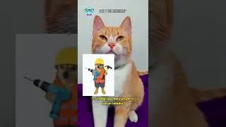 Divertida recopilacion de los mejores momentos de humor con mis gatos DviertiCats