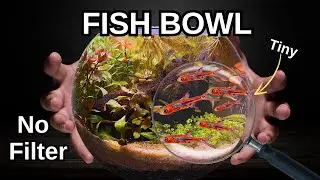 How To Make A No Filter Fish Bowl Aquarium