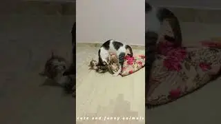 CUTE AND FUNNY CATS 😂😍