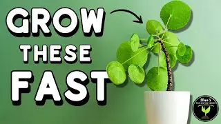 10 Fast-Growing Indoor Plants That Look FANTASTIC!