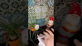 Такого я не ожидала! Чайный гриб пришел почтой Австрии!