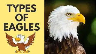 "Learn About Different Types of Eagles for Kids | Eagle Species Explained"