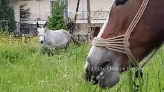 МУЛ МУЛОВОДСТВО МОИ МУЛЫ  || HORSES donkeys & KATRIN Super life