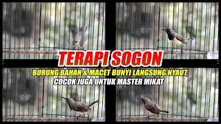 TERAPI SOGON AMPUH UNTUK BURUNG BAHAN DAN MACET BUNYI