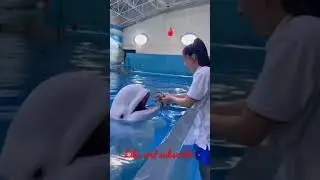 Smart dolphin 😍 | Double tap if you love this video 🤗# short part 6