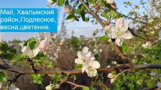 Май 2021 Подлесное,Хвалынский район,Саратовсакя область,цетение садов,соловьи,весна.
