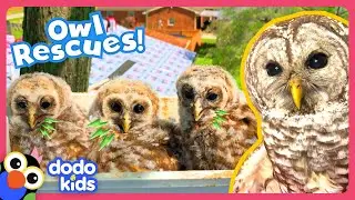 Baby Owls Fall From Tree, And A Big Owl Has An Injured Wing! Help! | Rescued! | Dodo Kids