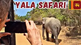 What Can You See at YALA National Park SRI LANKA 🇱🇰