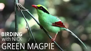 Green Magpie call & amazing attack