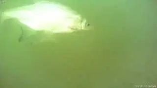 Mormischka underwater ice fishing. Подводные съемки чертика.