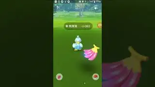 Pokémon Go Ducklett 鴨寶寶 コアルヒー