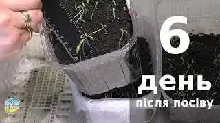 6 день після посіву насіння. Розсада томатів