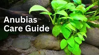 Anubias Plant Care Guide for Beginners: Easy Tips, Tricks and Tutorial 🌿