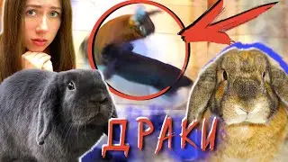 ВСЕ ДРАКИ и СВИДАНИЯ МОИХ КРОЛИКОВ - Все Серии - Дом Призрак | Elli Di Pets