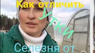 Как отличить, селезня от утки .