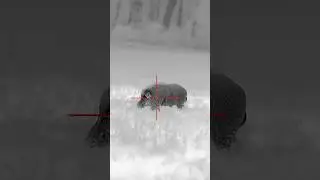 Huge boar dumped with thermal 