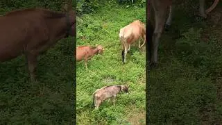 Типичное утро на зелёном мысе Батуми