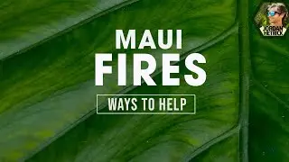 Maui Fires