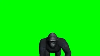 gorilla walking through the image -  green screen effect - free use