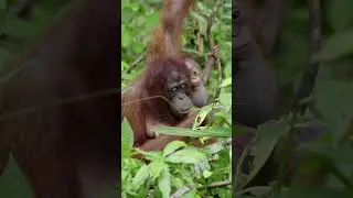 Mama and Baby: Vista and Vee  #babyanimal #cuteanimals #orangutan