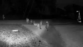 Rare video shows 5 mountain lions together in California