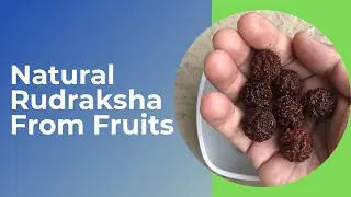 Natural Rudraksha Fruits | नेपाल रुद्राक्ष