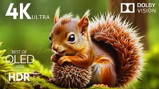 CUTE ANIMALS DOLBY VISION 4K HDR with Calming Music (dynamic color)