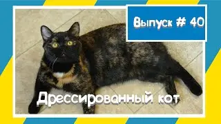 Дрессированный кот / кот / кошка / ленивый выпуск #кот #смешныекошки