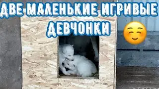 В Парке Волков две маленькие девочки во всю играют. Разница работы двух уличных вольеров.
