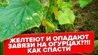 ОПАДАЮТ и ЖЕЛТЕЮТ ЗАВЯЗИ ОГУРЦОВ. КАК СПАСТИ? СЕКРЕТЫ