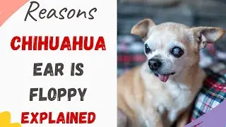 Why are My Chihuahuas Ears Floppy? (Causes and Solutions)