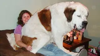 Big Dog Thinks Hes a Lap Dog! 🤣 Funny Dog and Human