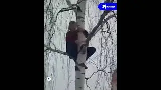 Спасли кота, три дня просидевшего на дереве